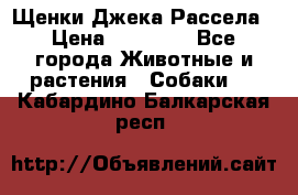 Щенки Джека Рассела › Цена ­ 10 000 - Все города Животные и растения » Собаки   . Кабардино-Балкарская респ.